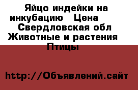 Яйцо индейки на инкубацию › Цена ­ 60 - Свердловская обл. Животные и растения » Птицы   